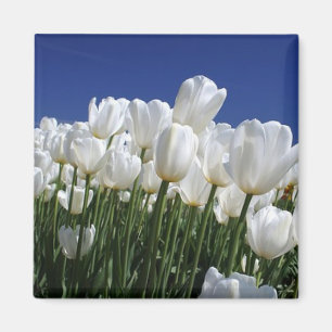 Íman Montanha das tulipas em um céu azul perfeito