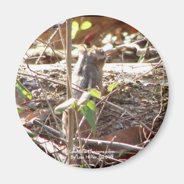 Íman Montanha de Primaveras Quentes, Presentes de Chipm (Frente)
