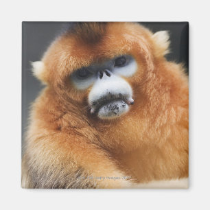 Íman Montanhas de Qinling