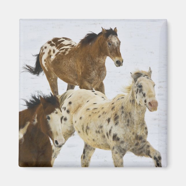 Íman Montanhas do Big Horn, cavalos que funcionam na (Frente)