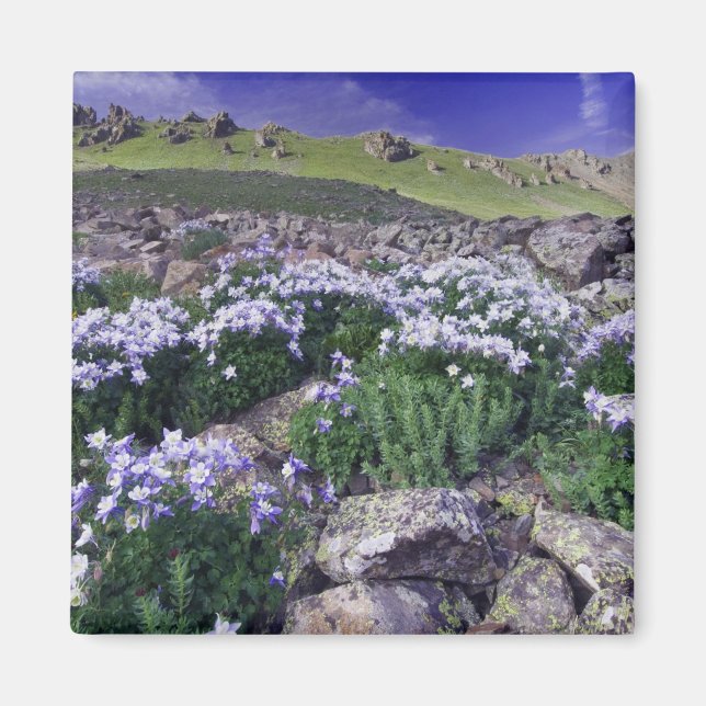 Íman Montanhas e flores silvestres em prado alpino, (Frente)