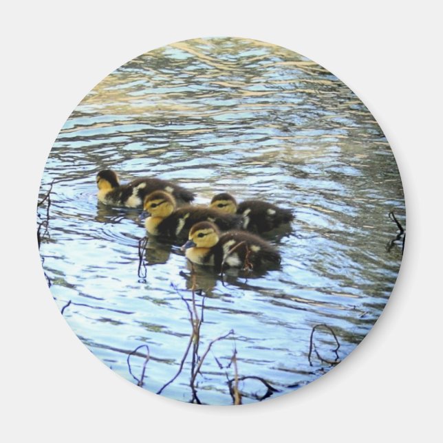 Íman Montes De Patos Bebês (Frente)