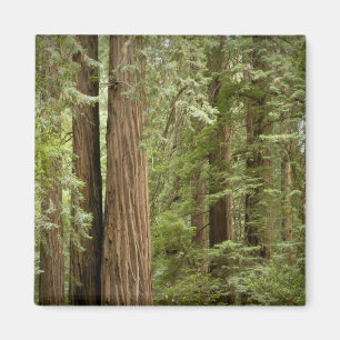Íman Monumento Nacional Muir Woods, Norte