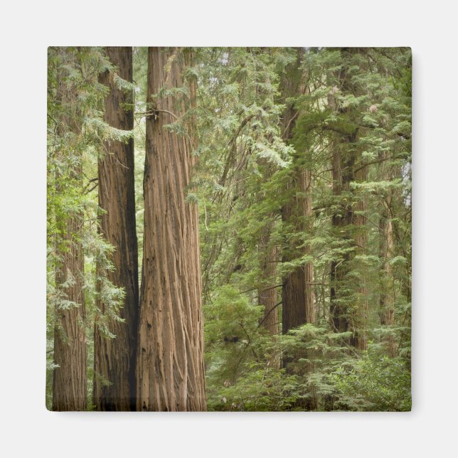 Íman Monumento Nacional Muir Woods, Norte (Frente)
