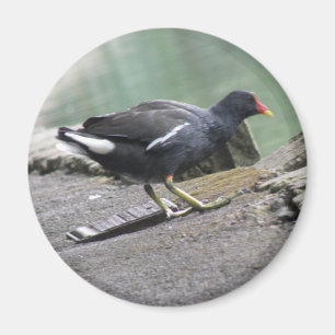 Íman Moorhen Magnet