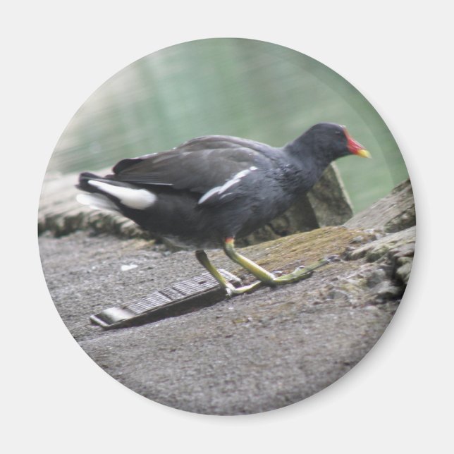 Íman Moorhen Magnet (Frente)