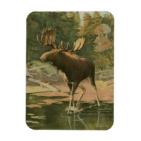 Moose Caminhando na Água