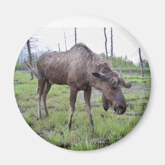 Íman Moose Magnet