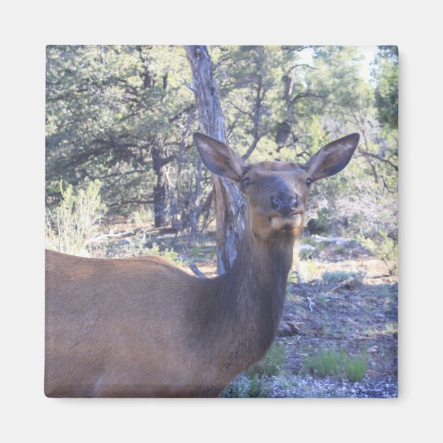 Íman Moose Magnet (Frente)