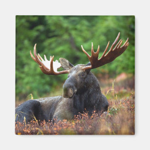 Íman Moose Magnet