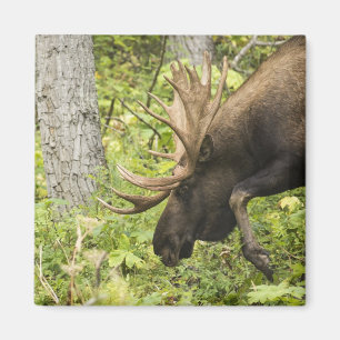 Íman Moose Sensante