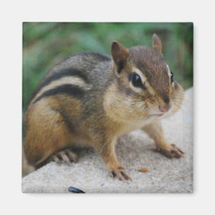 Íman Mordentes do Chipmunk
