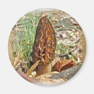 Íman Morel Mushroom