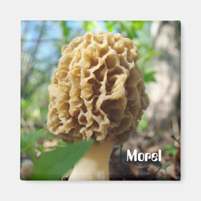 Íman Morel Mushroom Magnet (Frente)