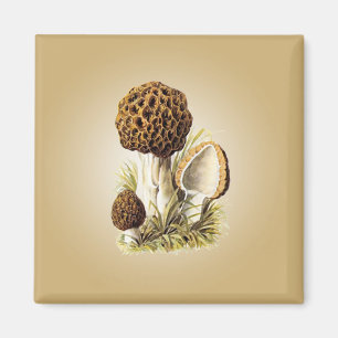Íman Morel Mushroom Magnet