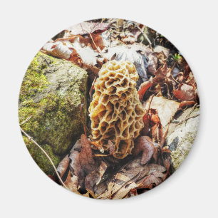 Íman Morel Mushroom na Natureza