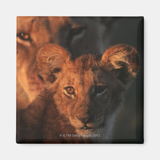 Íman Moremi Wildlife Reserve, Botswana 2 (Frente)