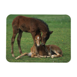 Íman Morgan Foals Playing