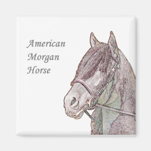 Íman Morgan Horse Magnet
