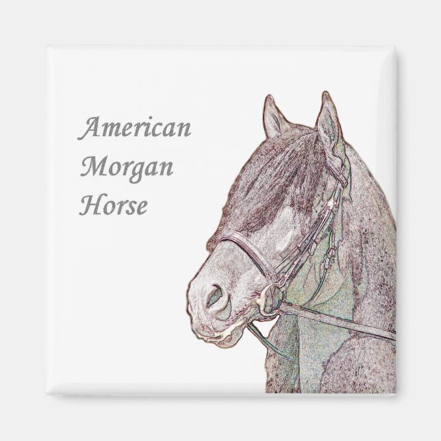 Íman Morgan Horse Magnet (Frente)