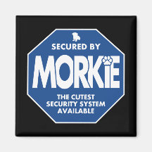 Morkie-Segurança-Azul