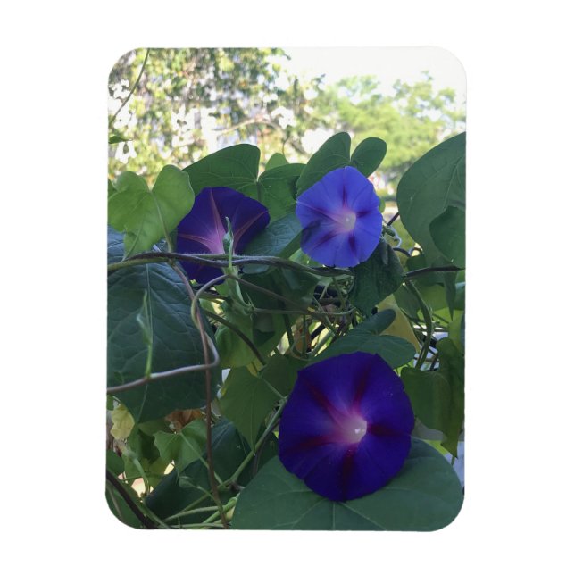 Íman Morning Glory Kaleidoscope (Vertical)