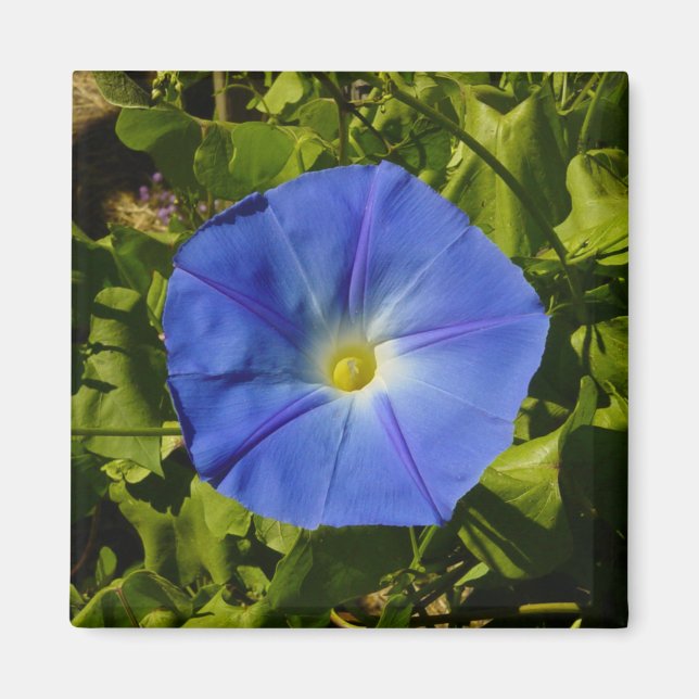 Íman Morning Glory Magnet (Frente)