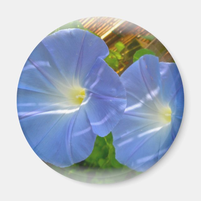Íman Morning Glory Magnet (Frente)