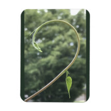 Morning Glory Tendril and Leaf Magnet