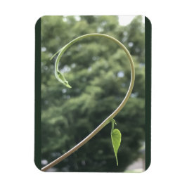 Íman Morning Glory Tendril and Leaf Magnet