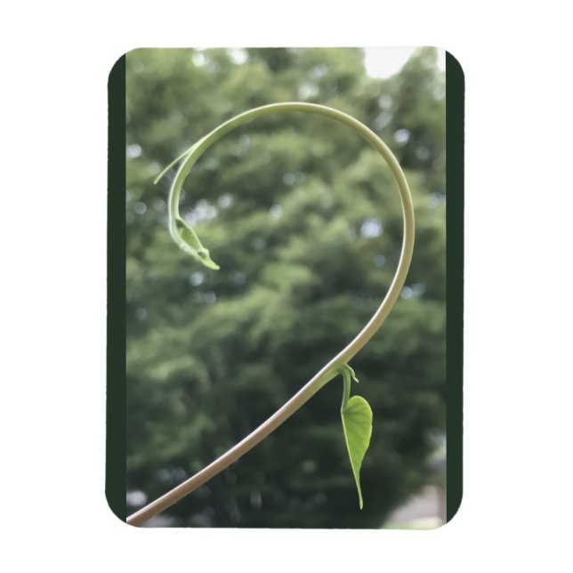 Íman Morning Glory Tendril and Leaf Magnet (Vertical)