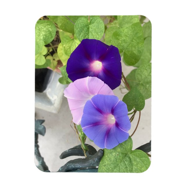 Íman Morning Glory Trio (Vertical)