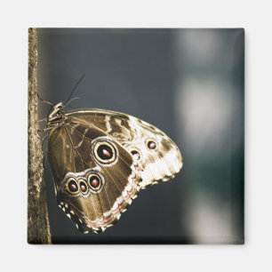 Íman Morpho peleides Magnet