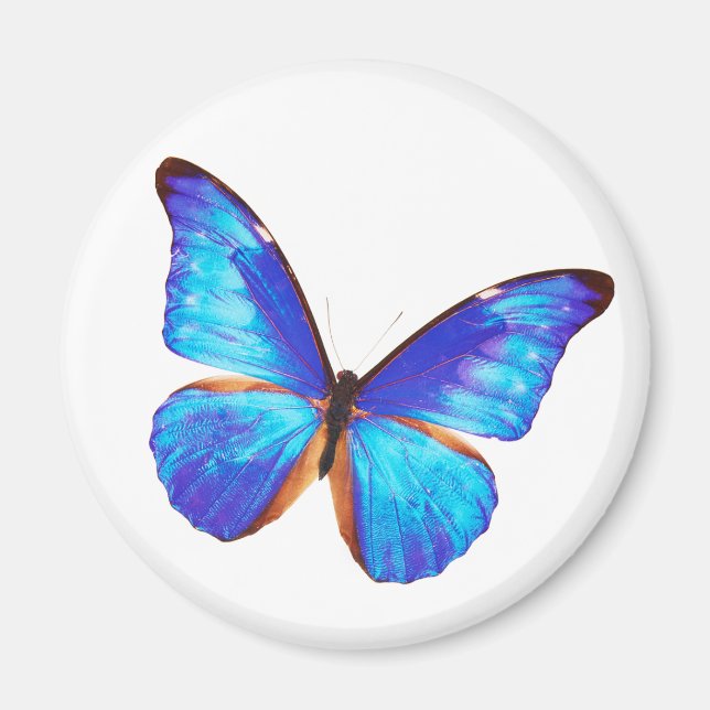 Íman Morpho rhetenor (Frente)