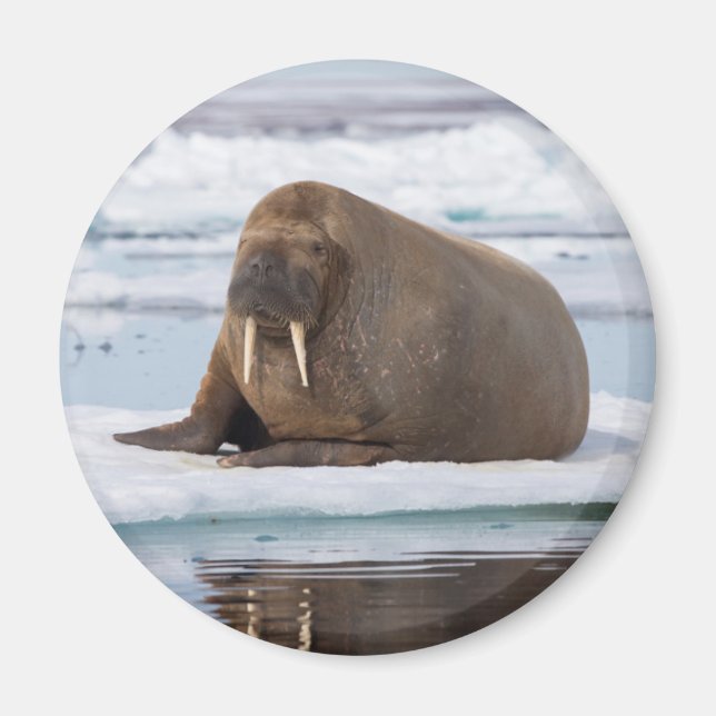 Íman Morsa descansando no gelo, Noruega (Frente)