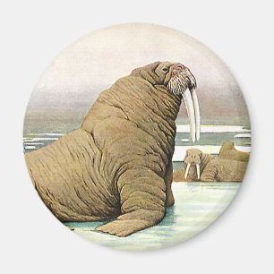 Íman Morsa do vintage no iceberg em animais árticos,