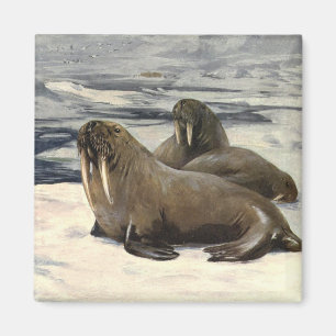 Íman Morsas na Neve Ártica, Animal Marinho Antigo