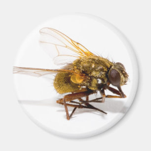 Íman Mosca