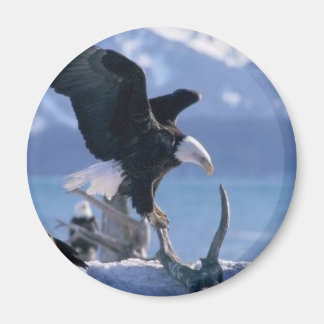 Íman mosca da águia2