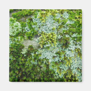 Íman Moss e Lichen no Rock Magnet