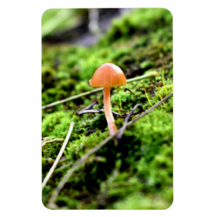 Íman Mosses e Lichens com um pequeno Cogumelo