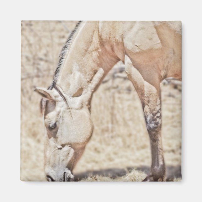 Íman Mostrando algumas faixas ~ Magnet de cavalos (Frente)