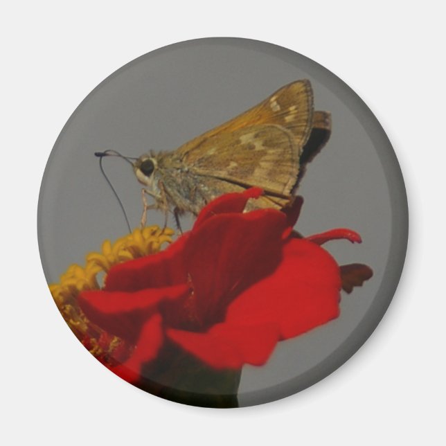 Íman Moth (Frente)