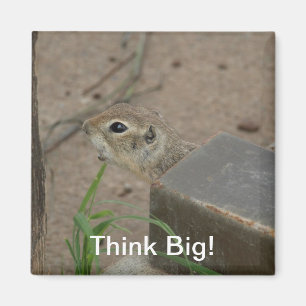Íman Motivação Animal do Esquilo do Deserto