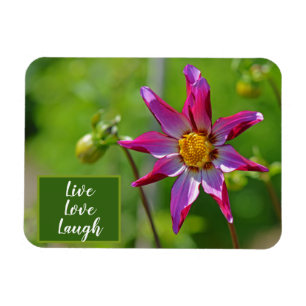 Íman Motivação da Flor Dahlia Rosa e Púrpura