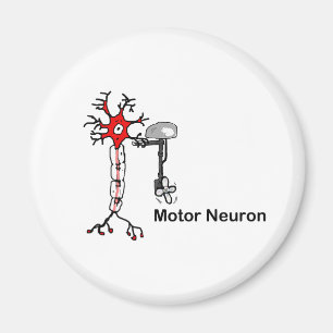 Íman Motor Neuron