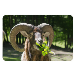 Íman Mouflon Ram