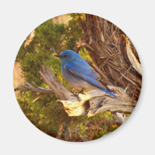 Íman Mountain Bluebird no Parque Nacional de Arches