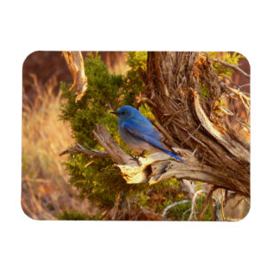 Íman Mountain Bluebird no Parque Nacional de Arches