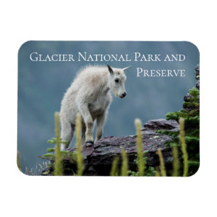Íman Mountain Goat Kid em Cliff, Glacier National Park